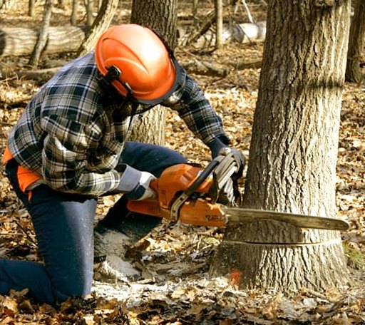 Tree Removal in Ridge, MD